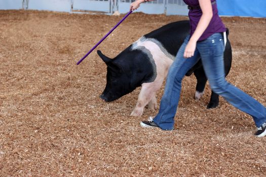 Woman training pig at the state fair