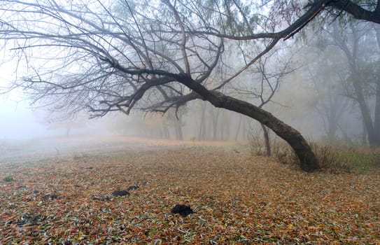 Foggy autumn morning in the city park