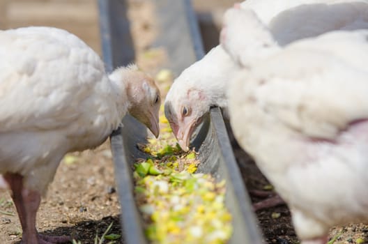 Younger chickens and turkeys, chickens were fed in the pan