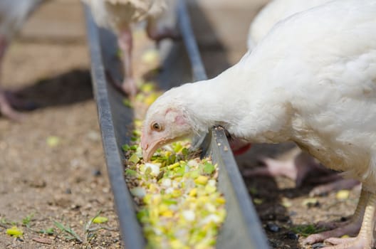 Younger chickens and turkeys, chickens were fed in the pan