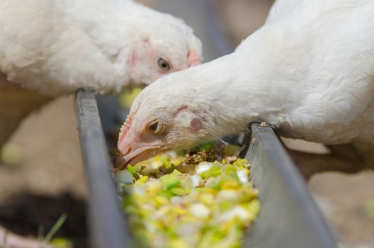Younger chickens and turkeys, chickens were fed in the pan