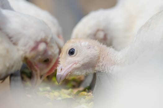 Younger chickens and turkeys, chickens were fed in the pan