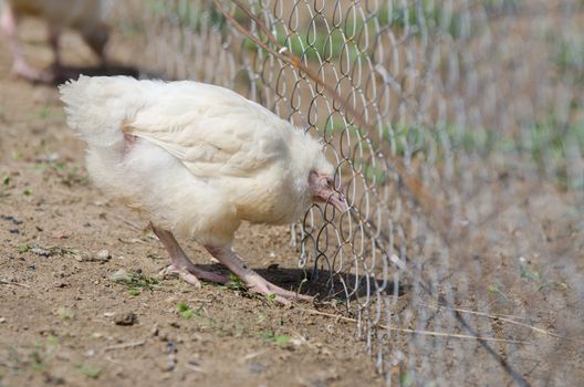 Younger chickens and turkeys, chickens were fed in the pan