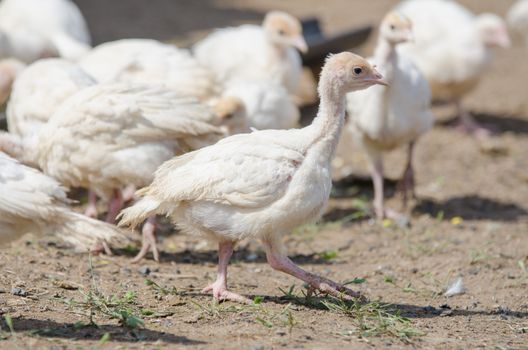 Younger chickens and turkeys, chickens running around the paddock