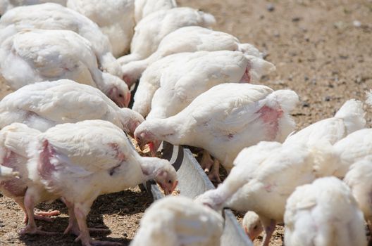Younger chickens and turkeys, chickens were fed in the pan