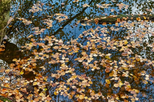 Autumn fall leaves on the water perfect nature seasonal background image                               