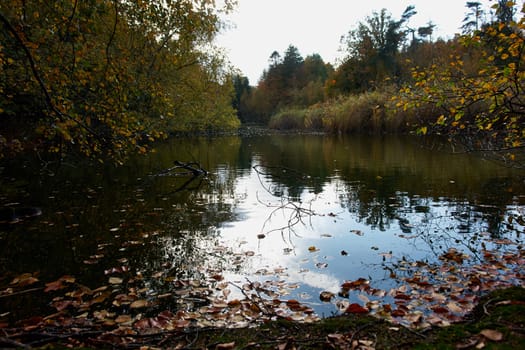 Autumn fall leaves on the water perfect nature seasonal background image                                          