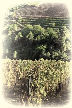 Vineyard on the Hills of Portugal, Vintage Style Toned Picture