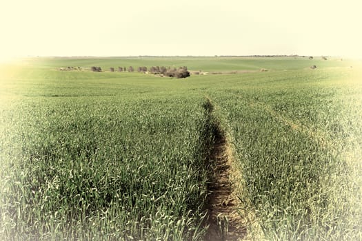 Green Fields in Israel, Spring, Retro Image Filtered Style