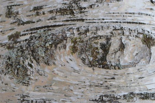 White Birch in Nagano