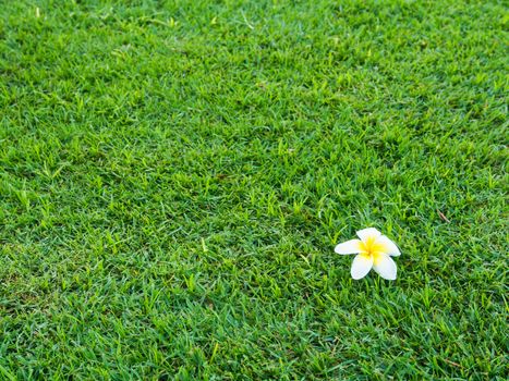 Green meadow grass field with a plumeria flower , use for background