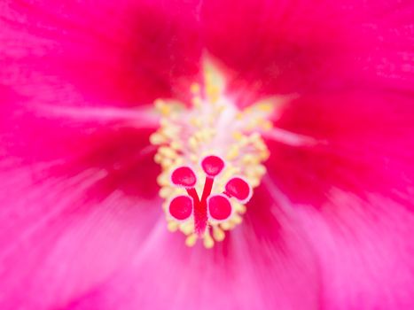 close up of petal and pollen of Confederate rose