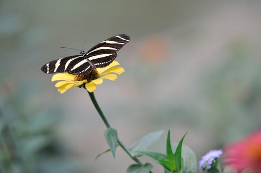 A tiger butterfly on a margarita flower in a park of Nicaragua