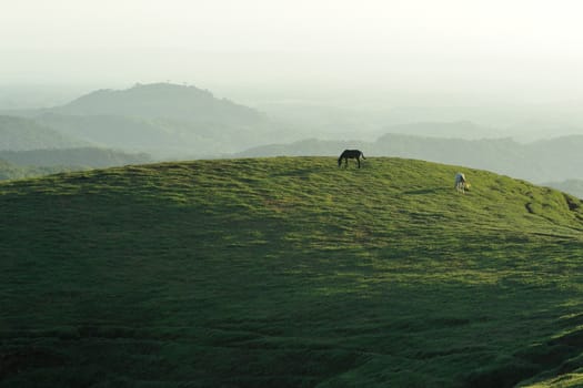 Wild horses eating on a field