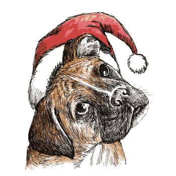 Head of boxer with santa claus hat and  star , use for christmas background