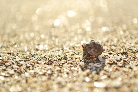 Small crab in sea shell walking on beach