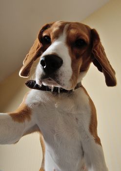 Dog taking picture of himself with camera