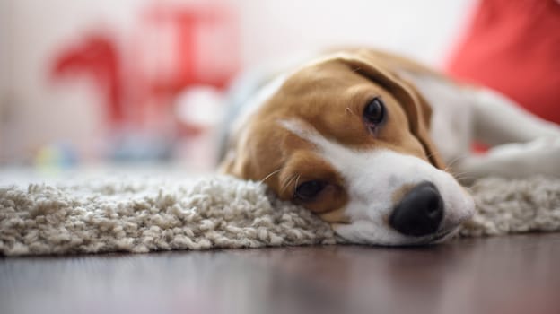 Close up of the beagle looking in camera