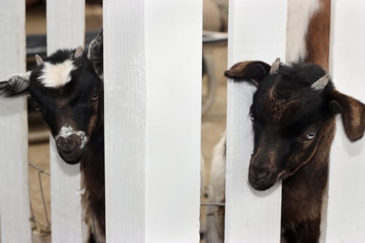 Two cute young goats behind white fence.