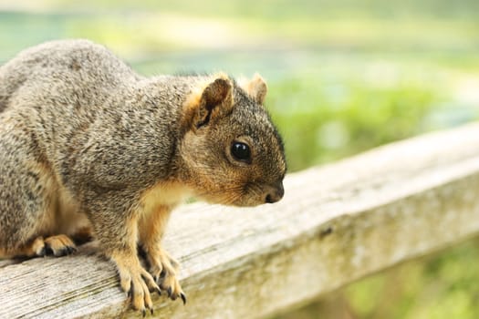 Close up of squirrel sitting on wooden pole