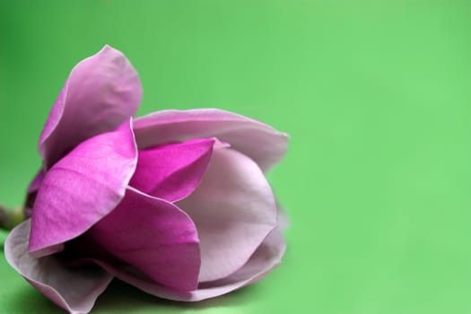 Magnolia on green background
