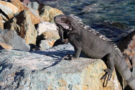 Grey iguana on the rocks near ocean water.