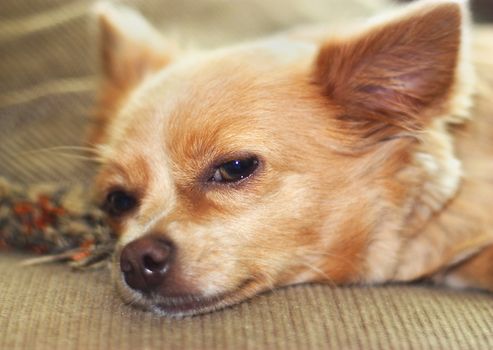 Cute chihuahua puppy napping on the couch.