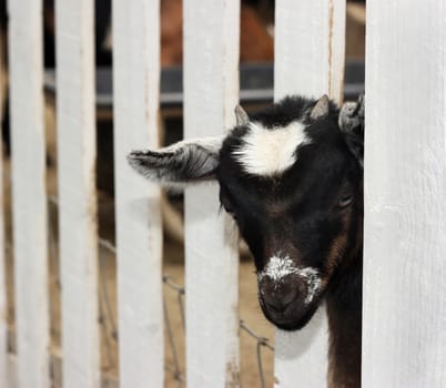 Cute young goat looking through the fence.