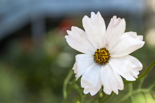 The beautiful white romantic flower which blossomed on the sun in the summer