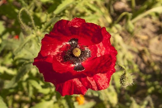 Flower of red poppy