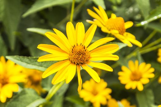 The blossoming blossomed yellow flowers in the summer afternoon under the sun