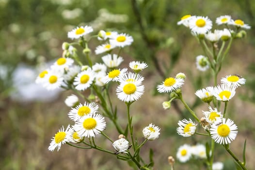 The blossoming many white daisies blossoming in the sunny day