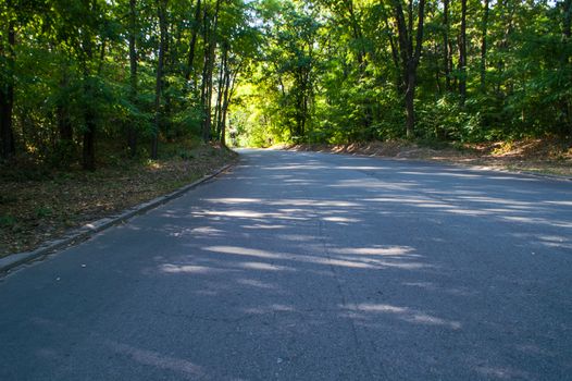 the asphalted road among the green wood in the sunny day in the summer