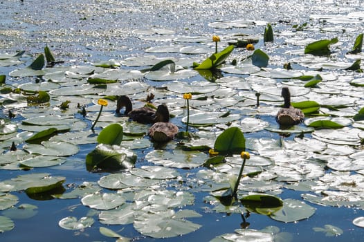 Floating group of wild ducks in the native environment