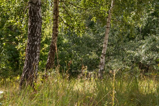 Quiet, beautiful wood in the sunny, summer afternoon