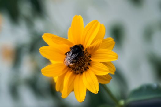 The independent beautiful flower of yellow color blossoming in park outdoors