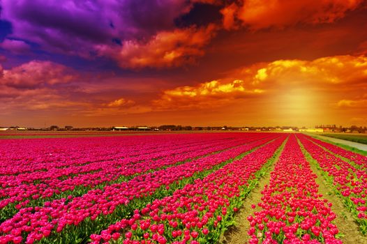 Setting Sun over Fields of Tulips in Netherlands