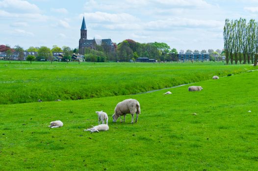 Sheep Grazing on Green Meadow near a Small Dutch Town