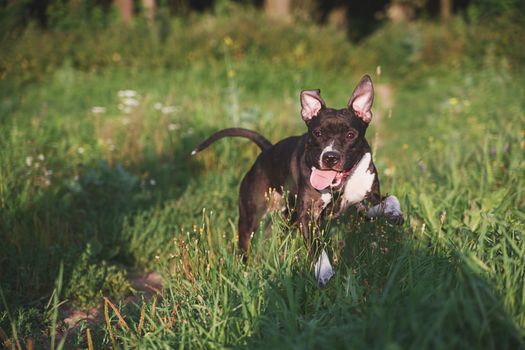 Dog with tongue running on green field in park