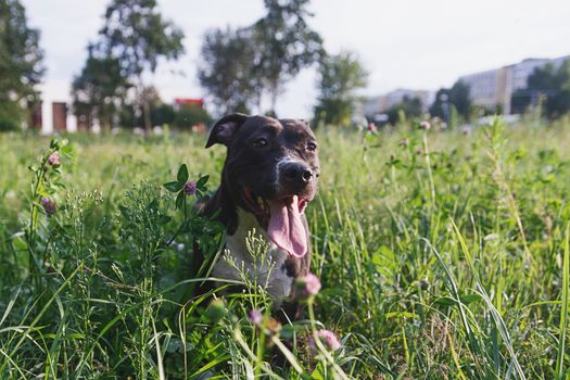 Dog having rest in green grass in park