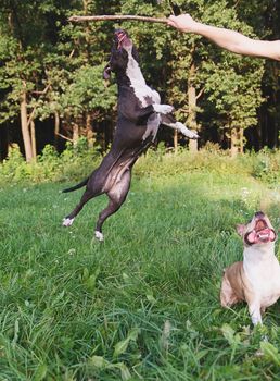 Dogs jumping to get piece of wood from human hand