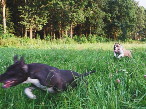 Dogs running on green field in park