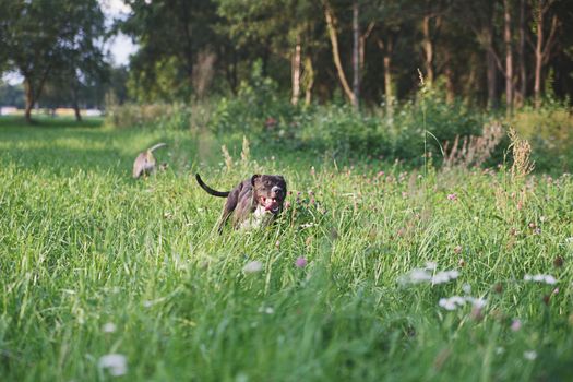 Dogs running on green field in park