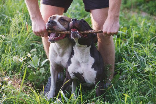 Human holding piece of wood in dogs mouth