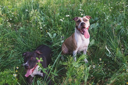 two dogs sitting in green grass in park