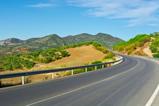 Winding Asphalt Road between the Olive Groves in Spain