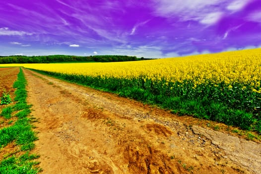 Dirt Road Between Fields of Alfalfa in Germany at Sunset