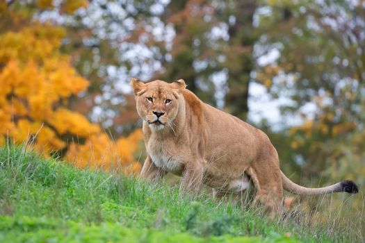 Lioness in the wild, in a clearing