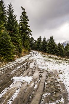 Snowed Trail passing through green forest 