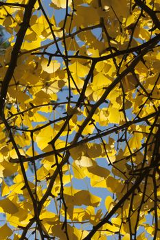 Ginkgo biloba leaves in autumn, ginkgo or gingko, maidenhair tree, is the only living species in the division Ginkgophyta